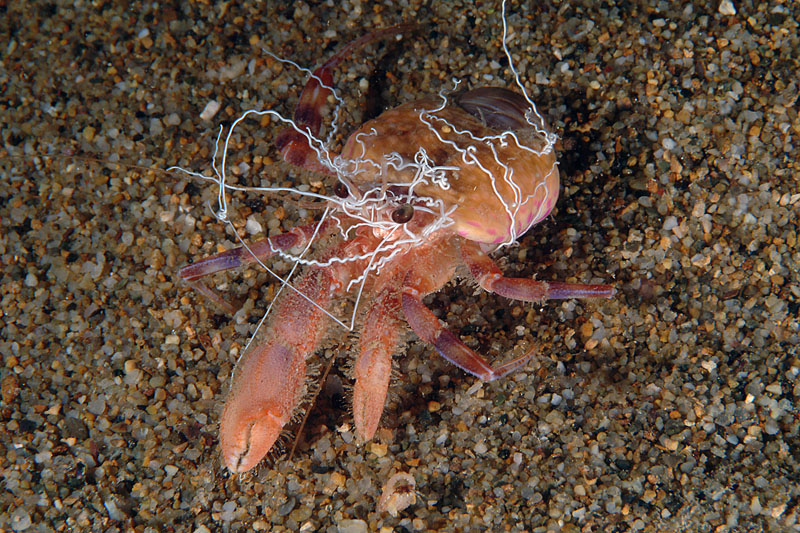 Pagurus prideaux - Aconzie di Adamsia palliata